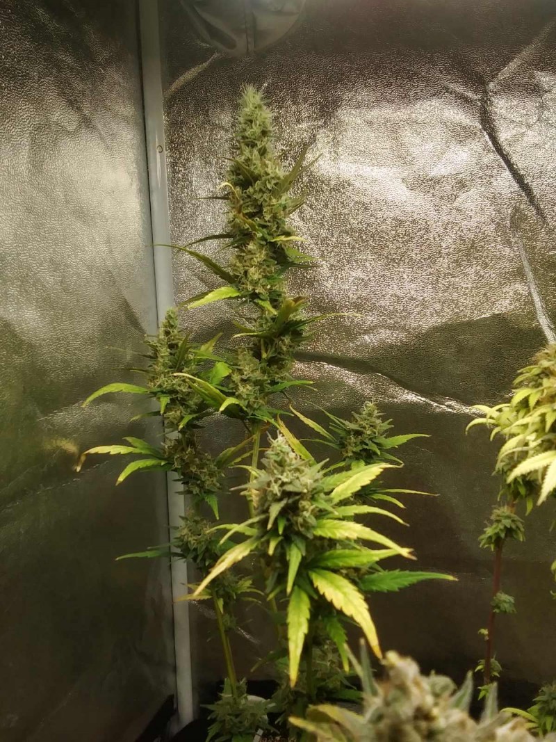 Zkittles Auto