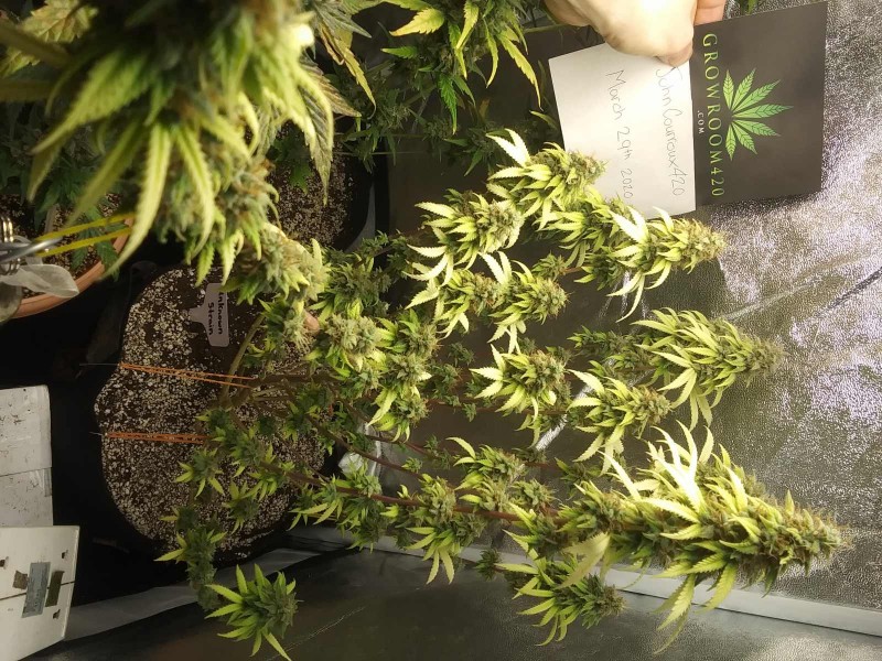 Unknown Strain Almost Done!!