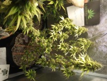 Unknown Strain Almost Done!!