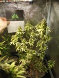 Unknown Strain Almost Done.