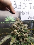 Purple Lemonade Auto Bud Of The Month April 2020