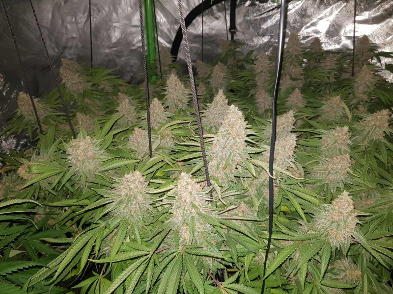 Purple Queen 50 days flower