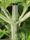 IMG_20200410_074311