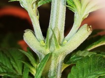 IMG_20200412_152730