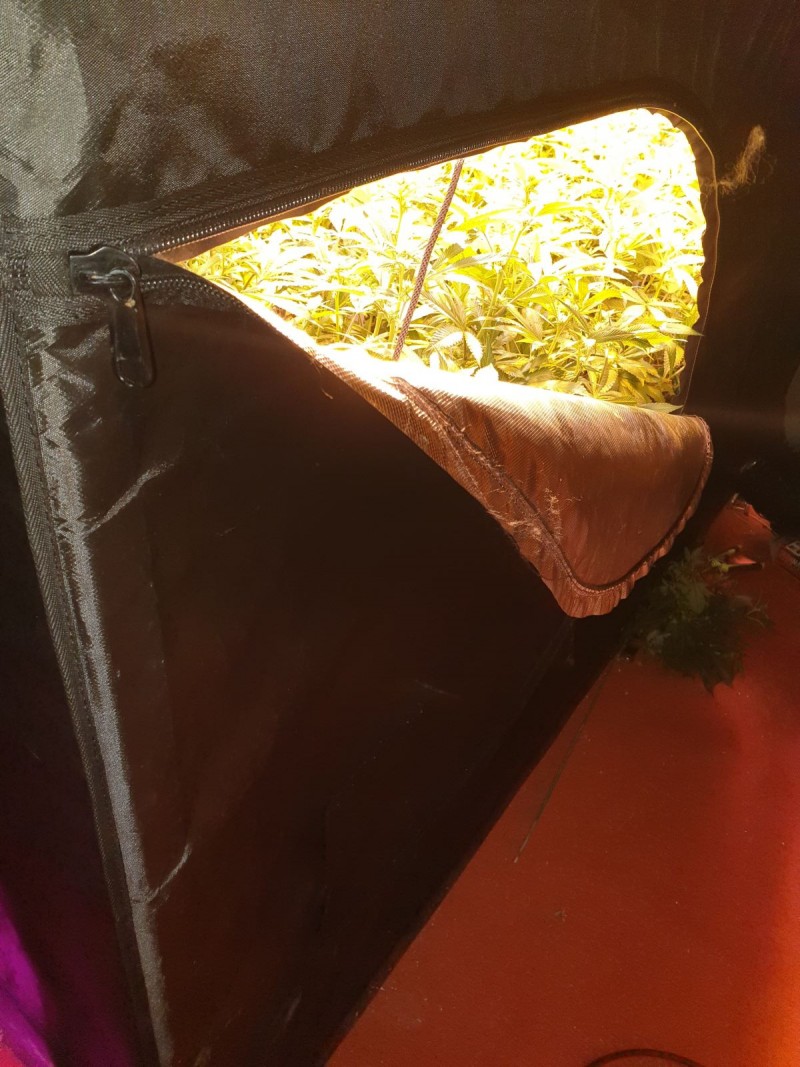 Green Box Tents review