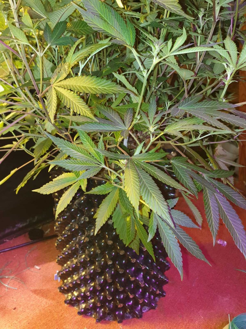 Defoliate cannabis plant