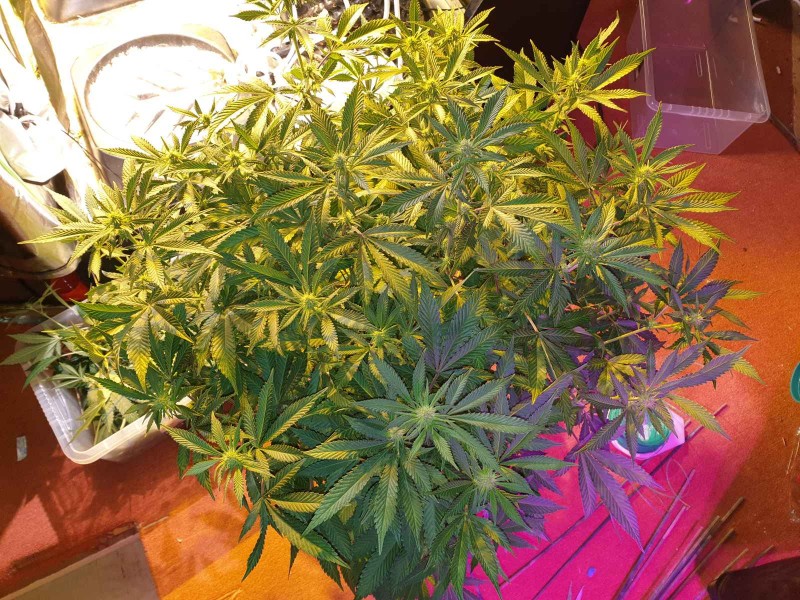 Defoliate cannabis plant