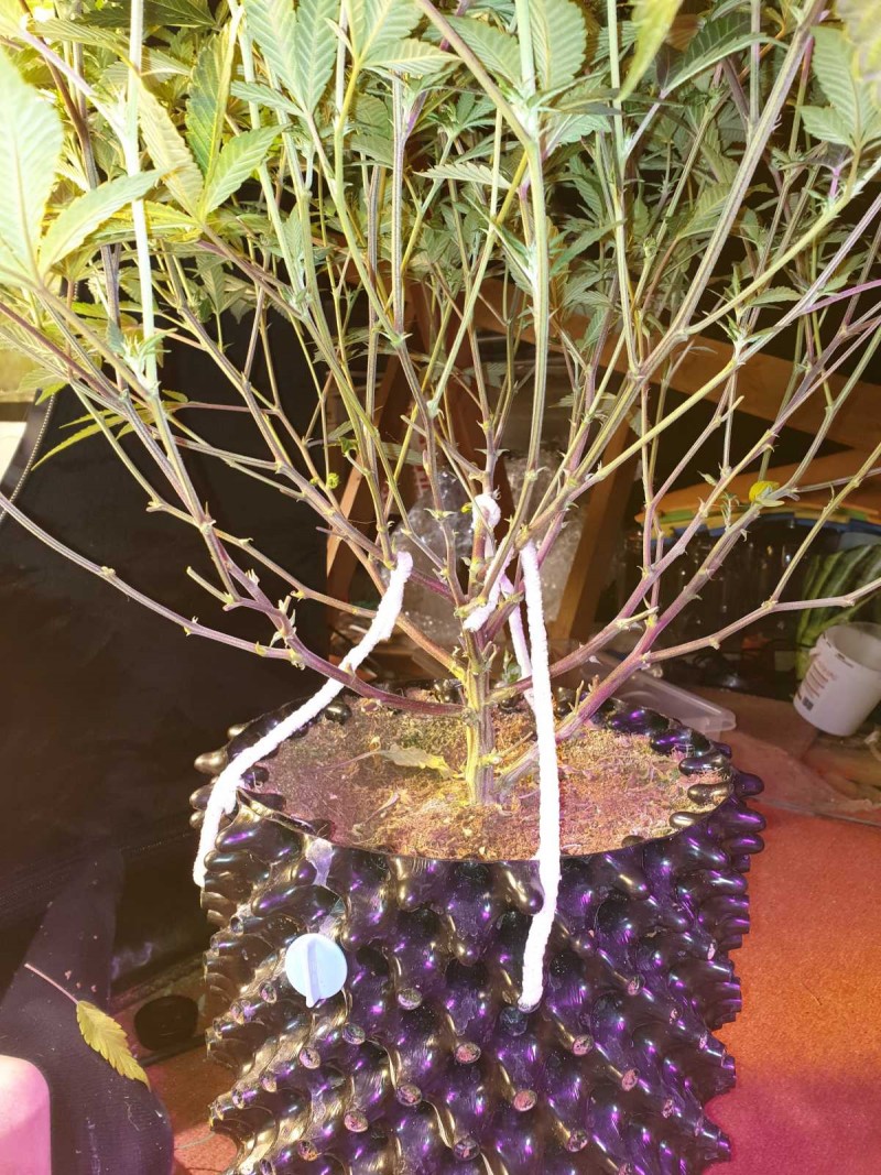 Defoliate cannabis plant