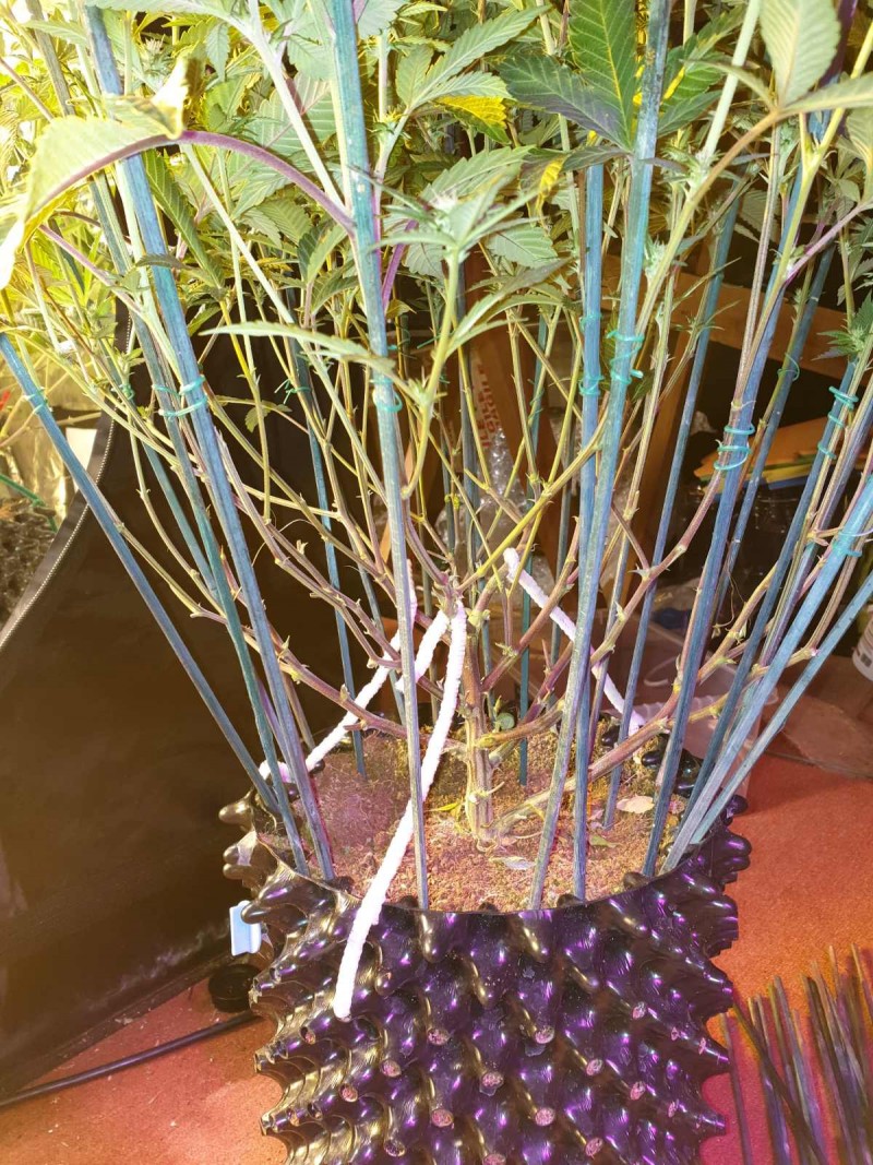 Defoliate cannabis plant
