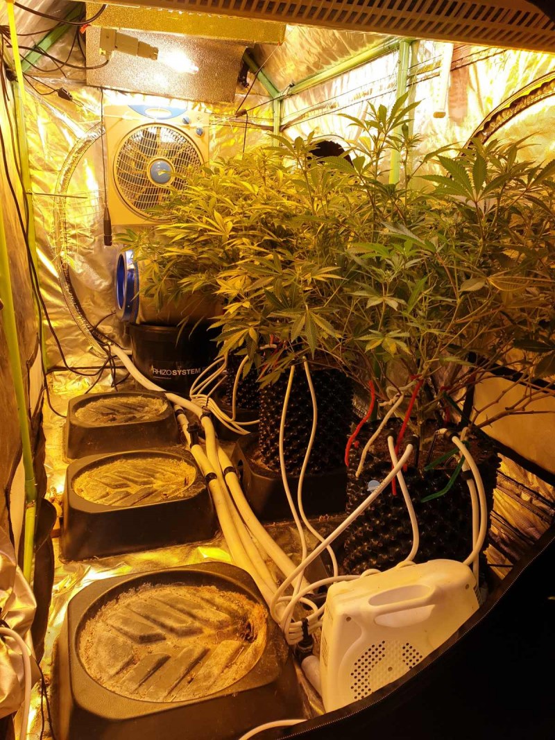 Defoliate cannabis plant