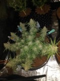 jack herer