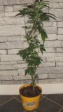sumo seeds apple berrie