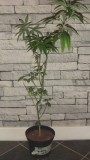 royal queen seeds wedding cake