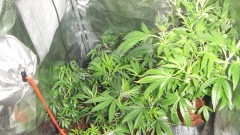 vegging tent