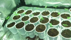 propagation tent