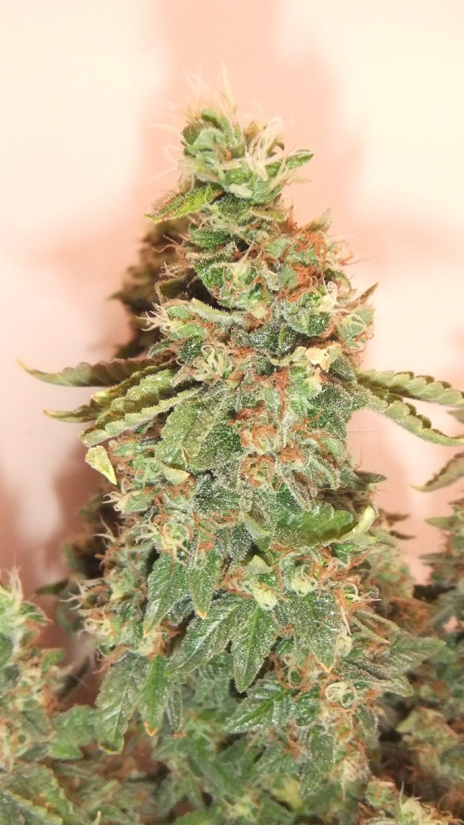 nug shot