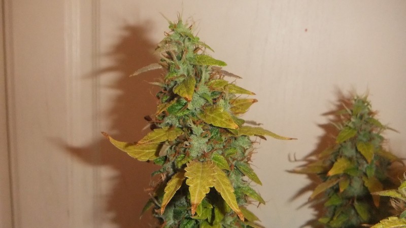 flowering plant (cant remember what strain )