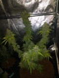 super lemon