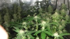 flowering tent old