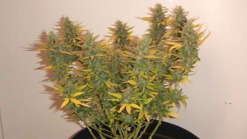 flowering plant (cant remember what strain )