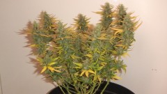 flowering plant (cant remember what strain )