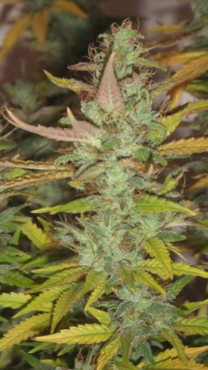nug shot