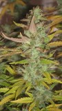 nug shot
