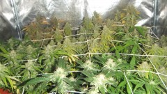 flower tent old