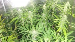 flowering tent new