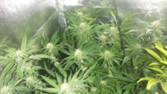 flowering tent new