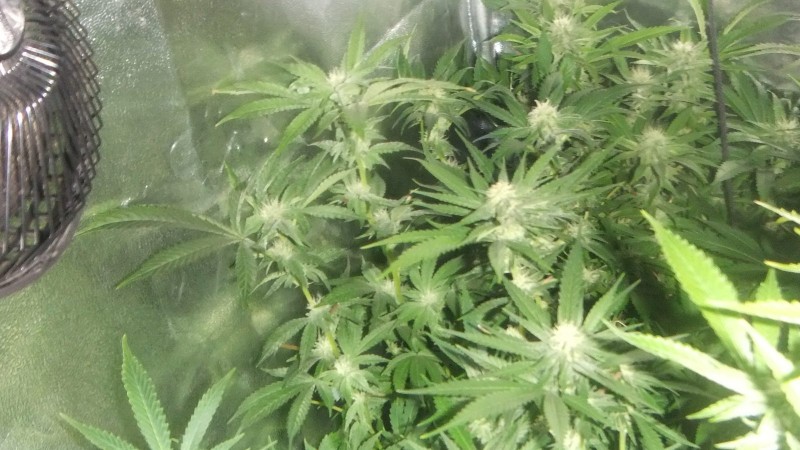 flowering tent new