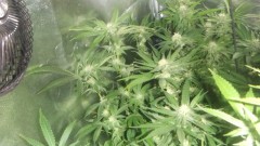 flowering tent new