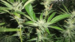 flowering tent new