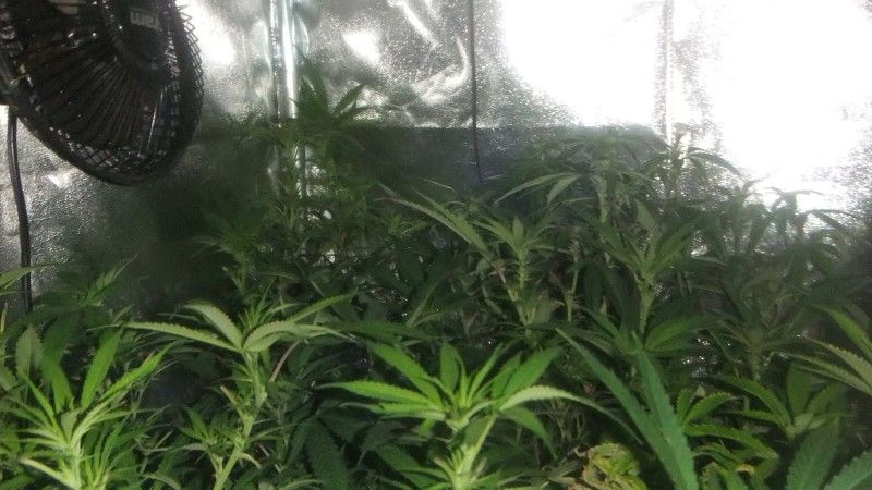 flowering tent new