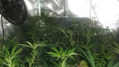 flowering tent new