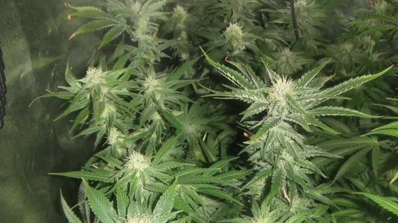 flowering tent new