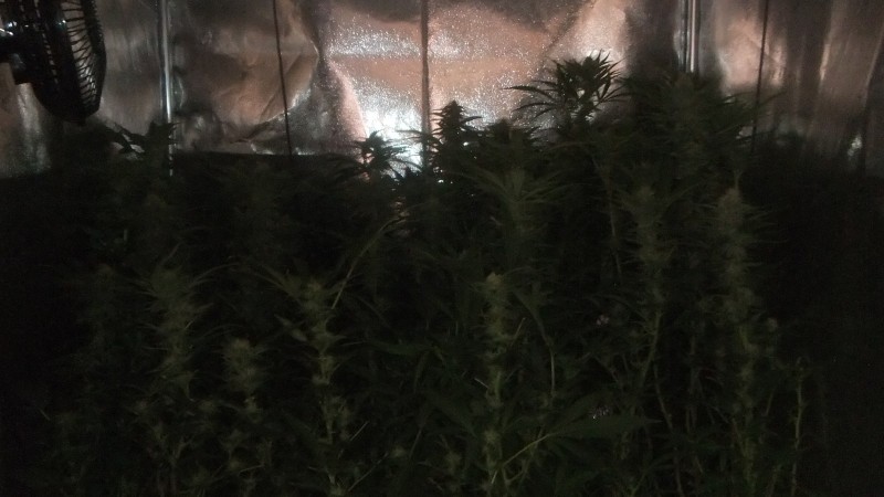 flowering tent new