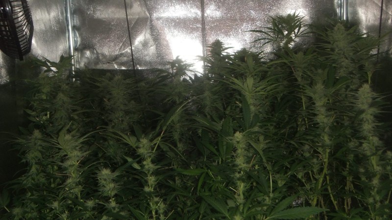 flowering tent new