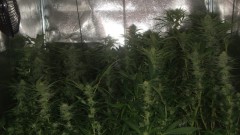 flowering tent new