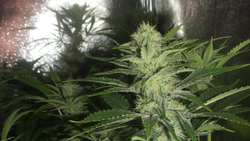 flowering tent new bud shot