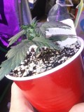 Strawberry Cheesecake Auto Solo Cup Grow Picture 4