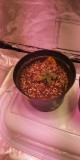 IMG-20200415-WA0018