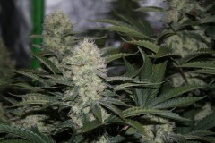 gelato