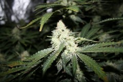 coco franco top bud