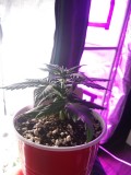 Strawberry Cheesecake Auto Solo Cup Grow Updated Picture