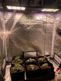 Day 11and new light