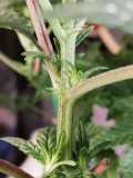 IMG_20200425_132453