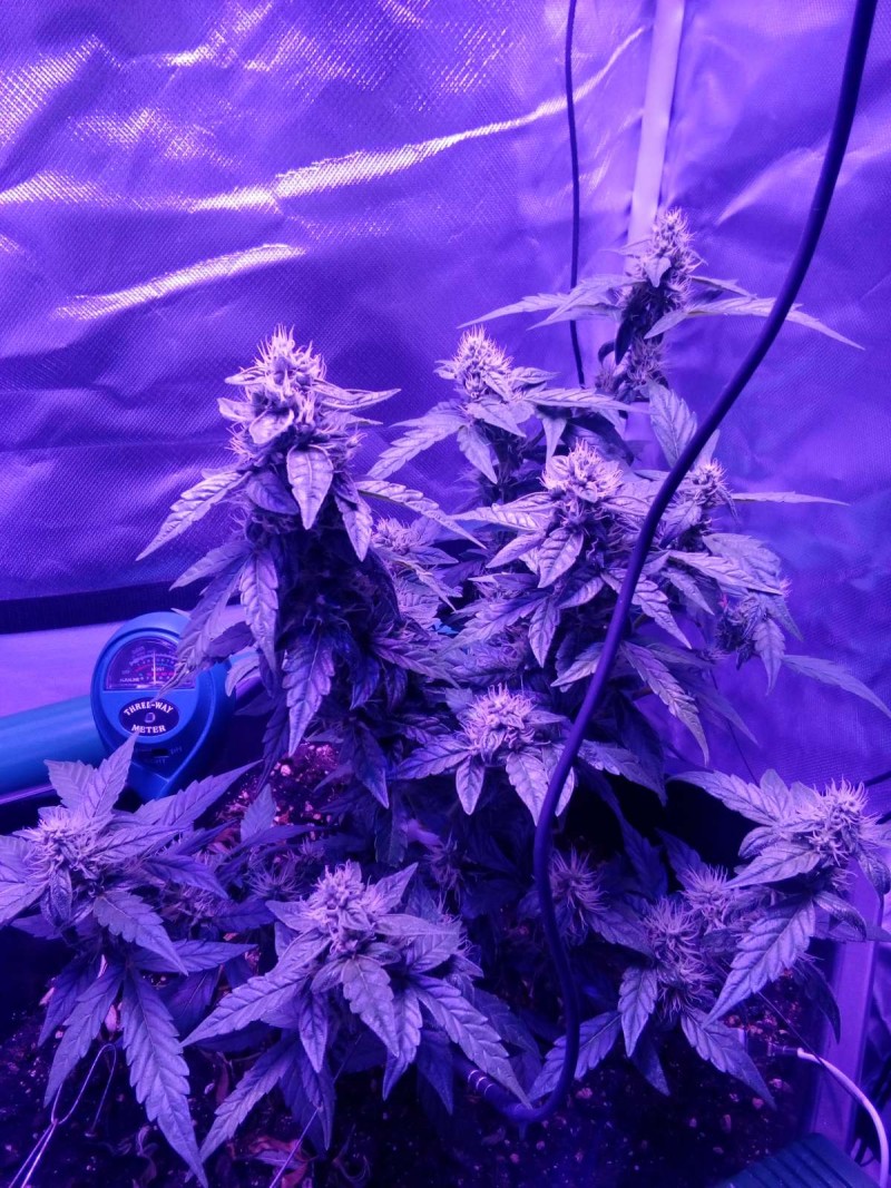 white widow (2)