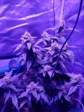 white widow (2)