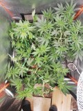IMG_20200428_084147